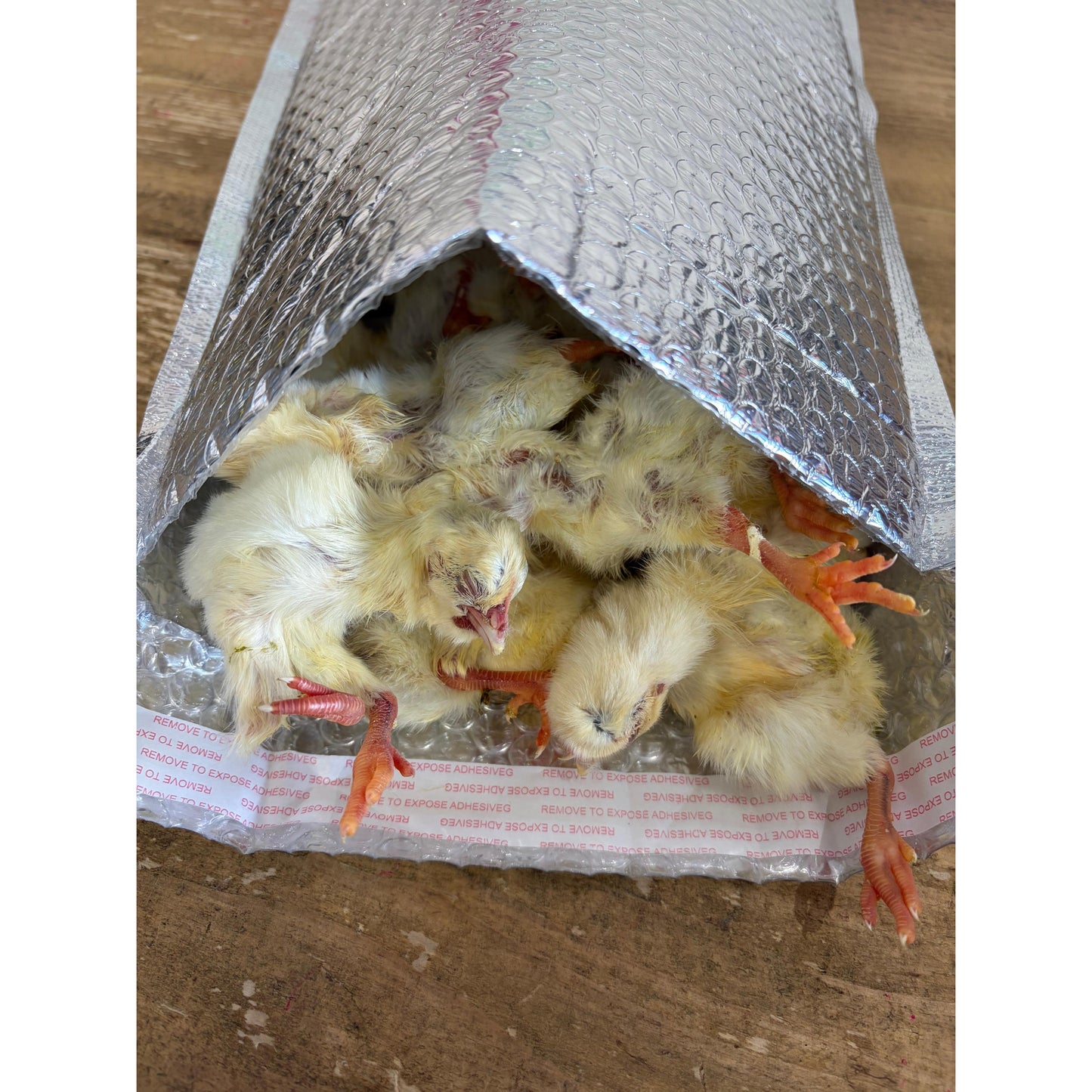 Frozen Day Old Chicks 1kg-Pettitt and Boo