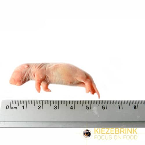 Frozen Rat (Single)-Pettitt and Boo