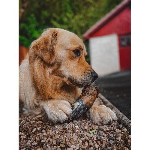 Cow Horn-Pettitt and Boo