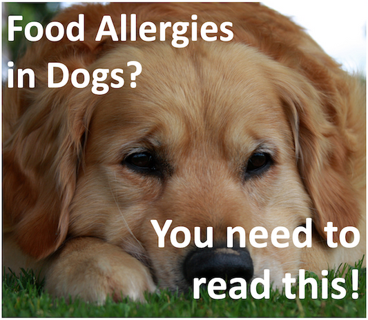 Considering a food allergy test for your dog? You need to read this!