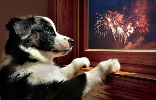 'Remember Remember your DOG this November' - Avoiding Firework Fear!
