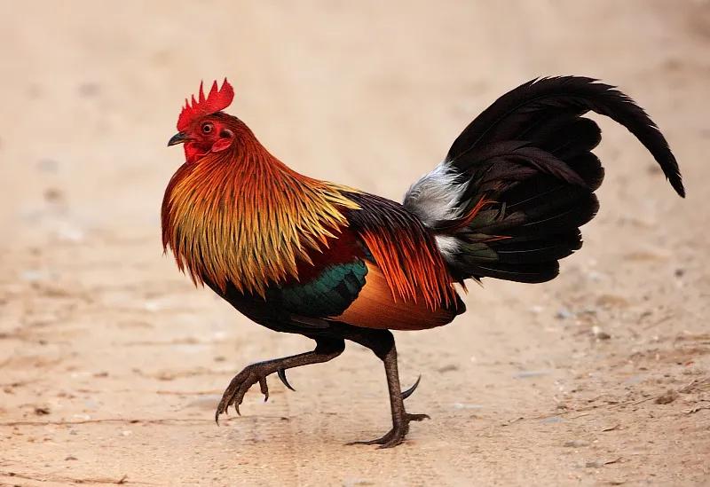 Chicken and Poultry Treats