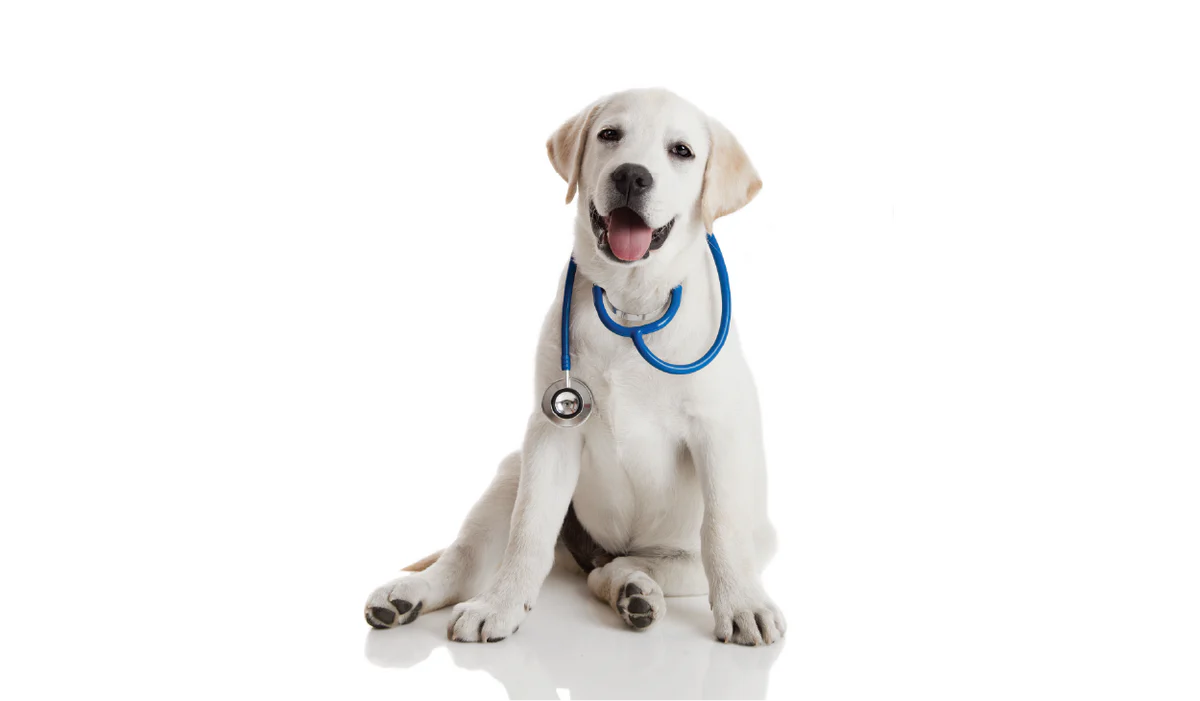 Veterinary - Dog