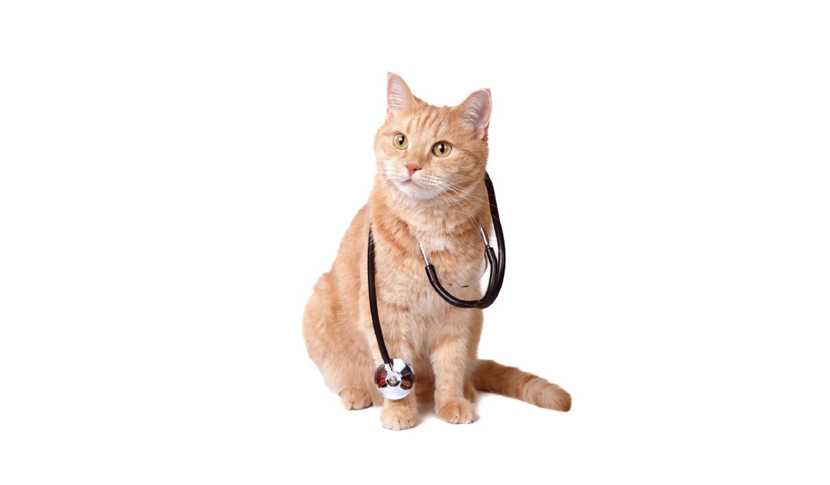 Veterinary - Cat