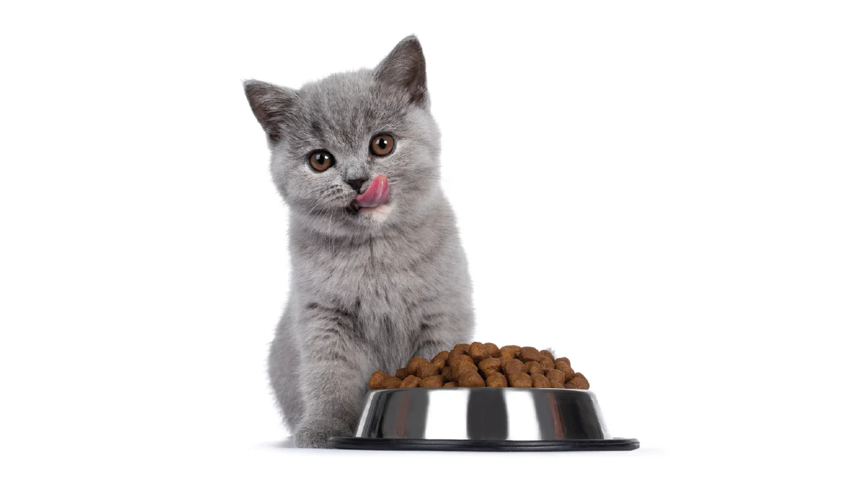 Dry and Wet Food - Cat