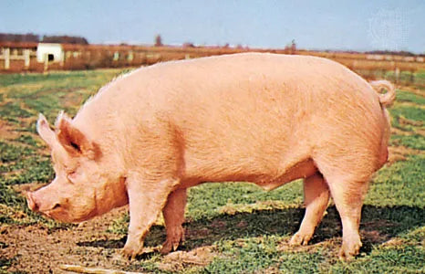 Pork Treats