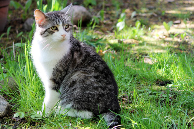 All Products - Cat