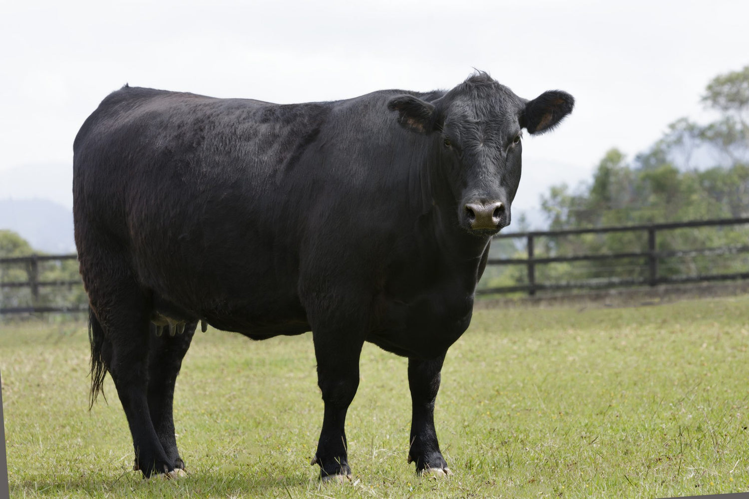Beef Treats