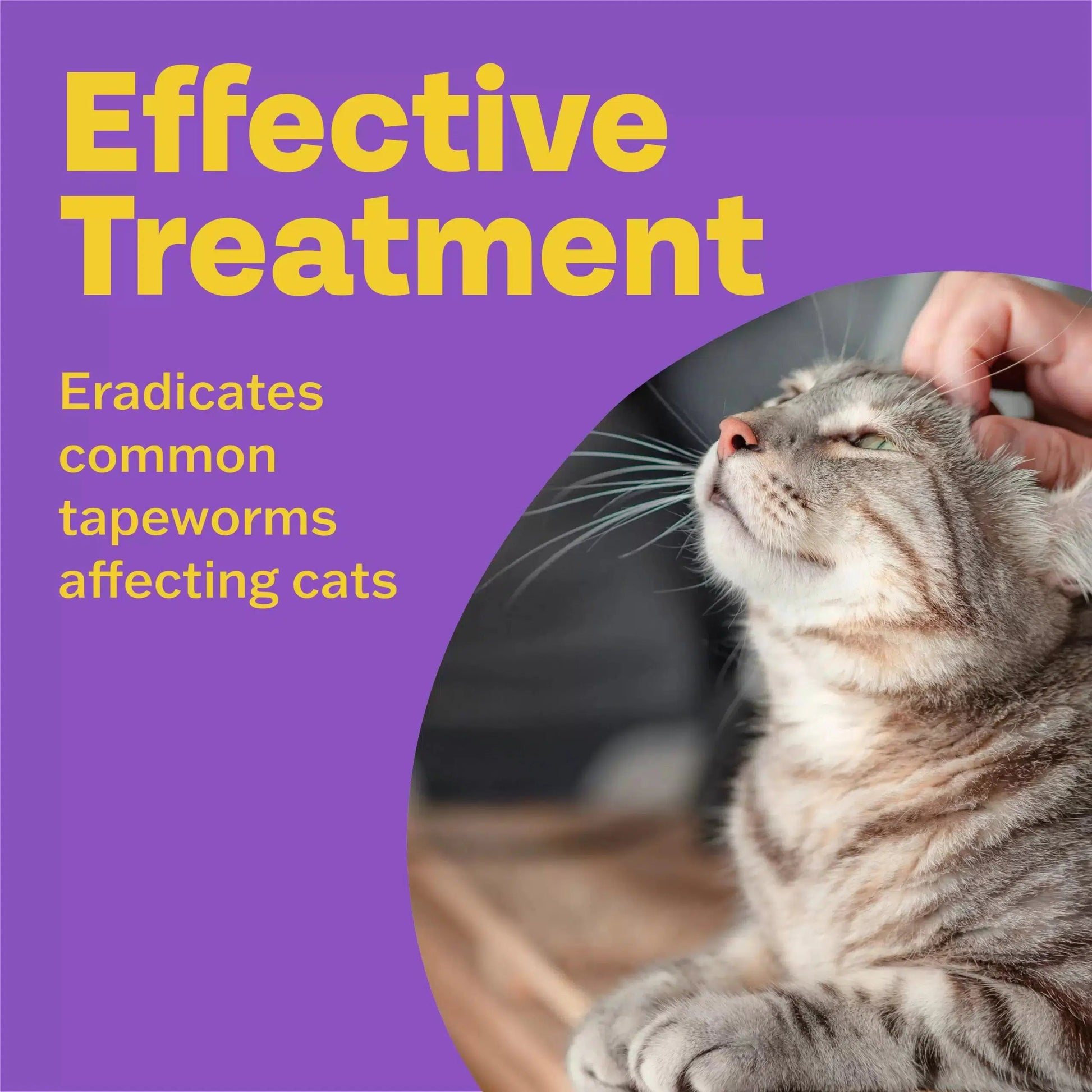 Bob Martin Clear Wormer Spot On for Cats 1 pipette Pettitt and Boo