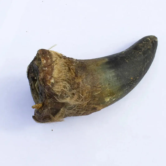Cows Horn-Pettitt and Boo