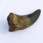 Cows Horn-Pettitt and Boo