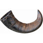 Curled Buffalo Horn Extra Large-Pettitt and Boo