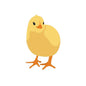Frozen Day Old Chicks 1kg-Pettitt and Boo