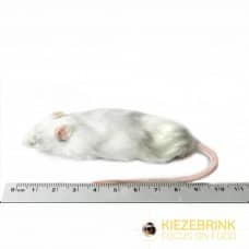 Frozen Mice (Single)-Pettitt and Boo