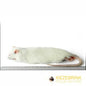 Frozen Rat (Single)-Pettitt and Boo