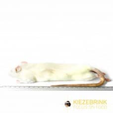 Frozen Rat (Single)-Pettitt and Boo