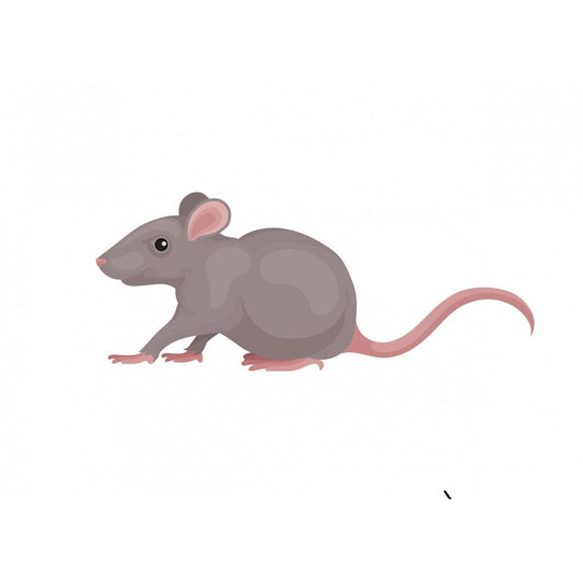 Frozen Rat (Single)-Pettitt and Boo