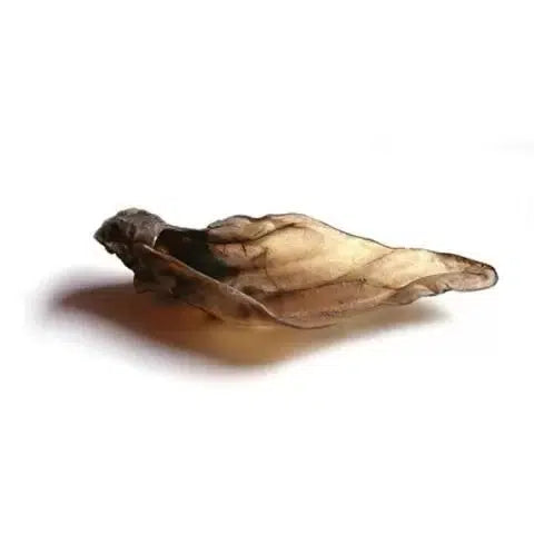 XL Cow Ears - Hairless-Pettitt and Boo