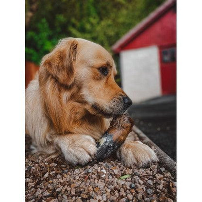 Cows Horn-Pettitt and Boo