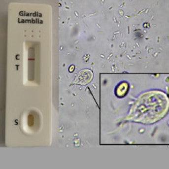 Feclab Dog & Cat Giarda Antigen Lab Testing-Pettitt and Boo
