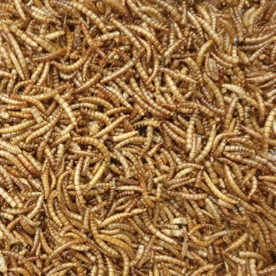 Mealworms-Pettitt and Boo
