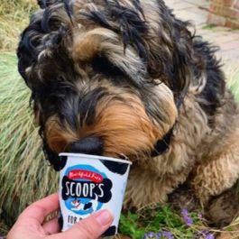 Scoops Ice Cream for Dogs 125ml-Pettitt and Boo